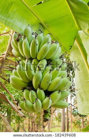 Unripe plump bananas on the banana plant
