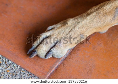 front leg and nail of  dog