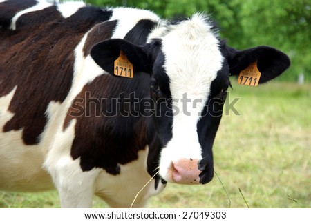 Eating A Cow
