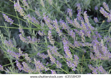 Image of a beautiful shrub of lavender