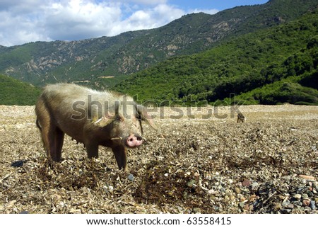 Portrait of a white female wild pig in Corsica.