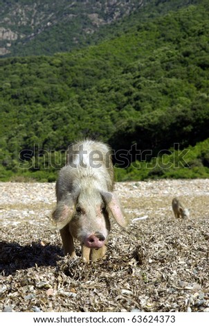 Vertical image of a female wild pig.