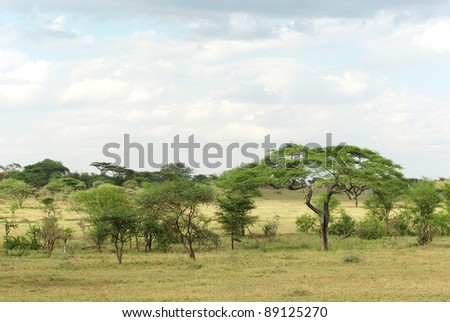 Picture of a typical Serengeti landscape