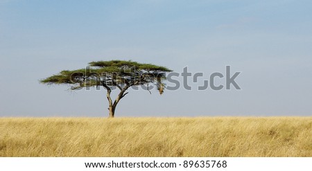 Panoramic image of a lonely acacia tree in Serengeti
