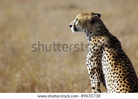 Image of a cheetah in the wild