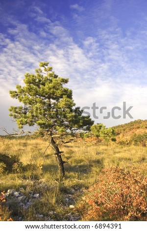 Only one pine tree on a hill