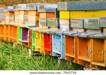 a long line of coloured beehives in the middle of a meadow