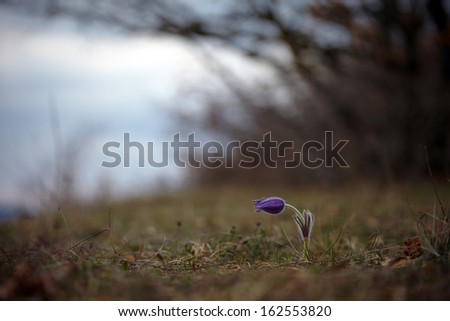 nature photography, flowers and forest background