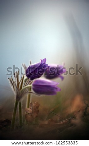 nature photography, flowers and forest background