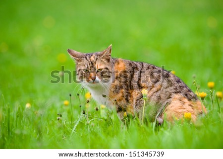 cute cat among flowers on the green meadow