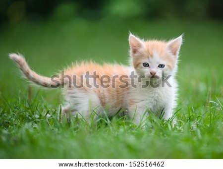 [Obrazek: stock-photo-cute-little-kitten-in-the-gr...516462.jpg]