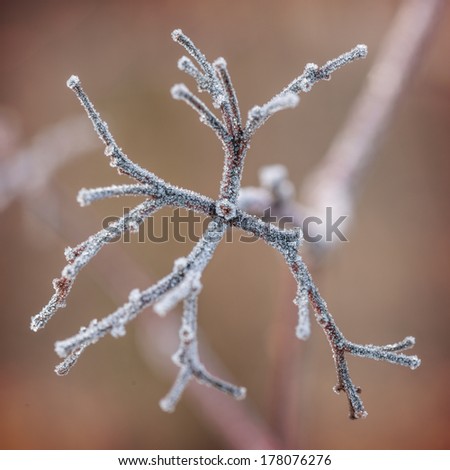 [Obrazek: stock-photo-frosted-brunch-in-winter-time-178076276.jpg]