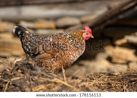 [Obrazek: stock-photo-chickens-on-traditional-free...116113.jpg]