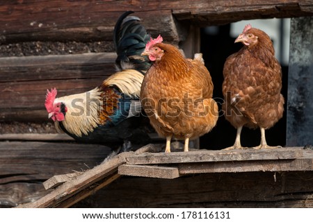 [Obrazek: stock-photo-chickens-on-traditional-free...116131.jpg]