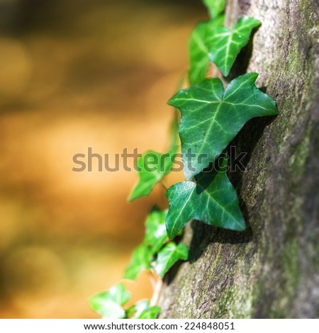 Beautiful green ivy climbing up the huge tree trunk