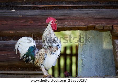 rooster or chickens on traditional free range poultry farm