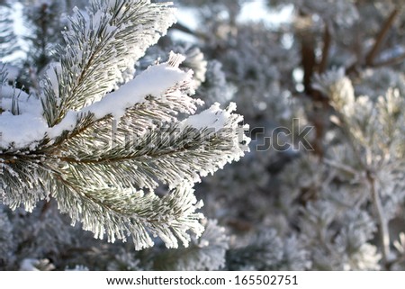 Winter frost on spruce tree full frame close-up