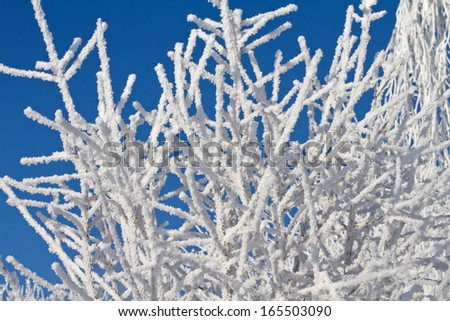 A landscape with hoar frost, frost and snow on tree in winter.