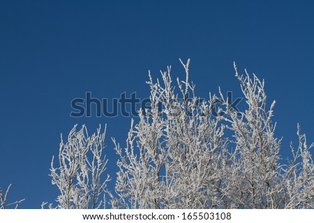 A landscape with hoar frost, frost and snow on tree in winter.