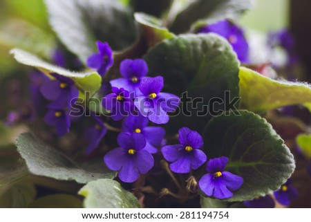 violet room pot