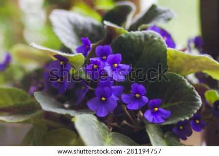 violet room pot