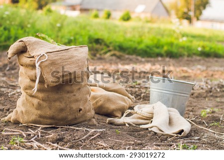 potatoes in the garden in the bag