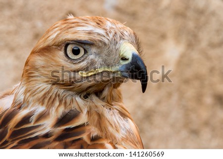 Close up to face of hawk on blurred background.