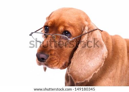 Old English cocker spaniel dog looking behind glasses, isolated on white background.