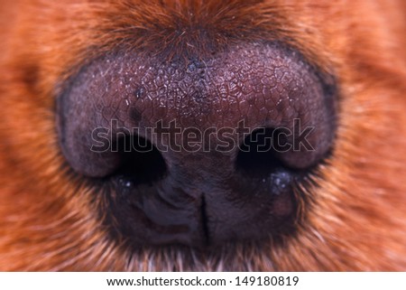Close up view of dog nose.