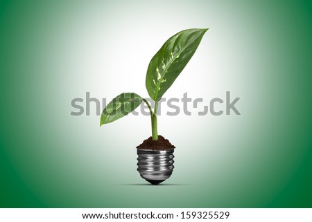 Green plant with leaves growing in electric light bulb, isolated on white background.
