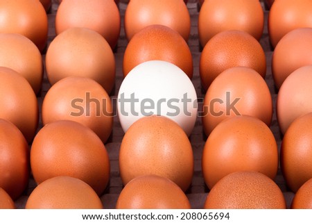 Healthy organic eggs, white egg standing out.