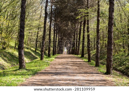 Pine trees along the road, walking road in forest.
