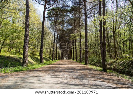 Pine trees along the road, walking road in forest.