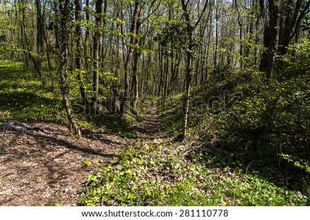Young trees in forest, branch of trees, path in forest