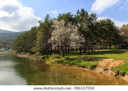 Big pine trees in meadow by the coastline of a lake or river, under cloudy sky.
