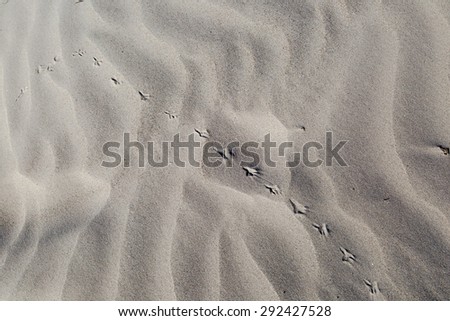 Top view of small prints, spoor in a row on sand, with holiday concept.