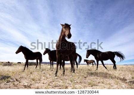 Wild horses / wild