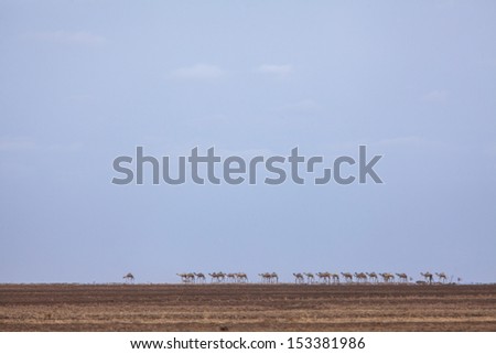 Camels in heat haze