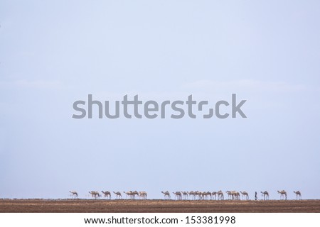 Camels in heat haze