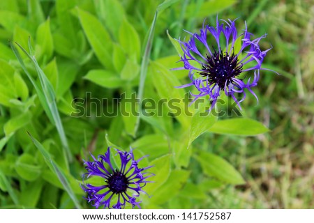 2 delicate blue flowers are photographed on a vivid green background./delicate blue flowers