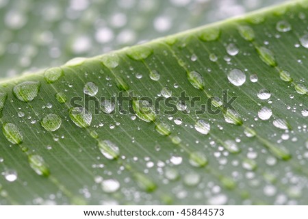 droplets on banana tree leaf