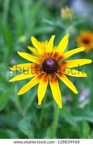 Bright yellow rudbeckia or Black Eyed Susan flowerin the garden, summer