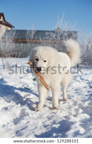 Maremma or Abruzzese patrol dog with a stick in his mouth on the snow in the garden, on a sunny day, winter