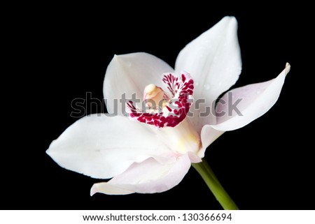 Beautiful White flower of orchid on isolated black background