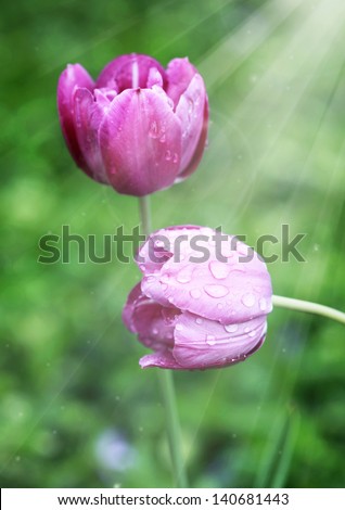 Purple tulips with drops of water in the sunlight over a green grass background