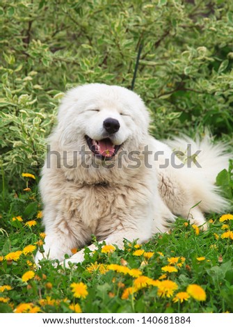Maremma Or Abruzzese Patrol Smiling Dog Portrait On The Grass Among Dandelions In The Garden