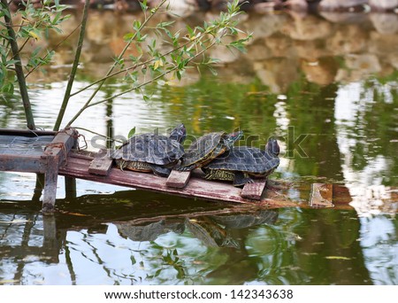 three copulating turtles in water
