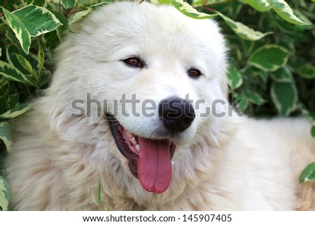 Maremma or Abruzzese patrol dog resting under a bush on the grass in the garden