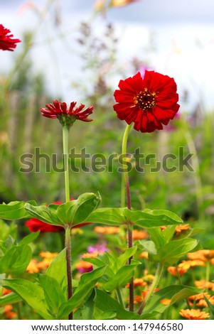 Red Gerberas in garden in the summer, orange flowers in the background