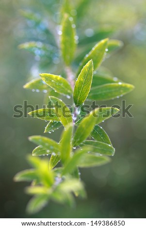 Leaves with dew drops, lighted sun, selective focus on central leaf
